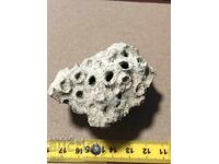 Όμορφο απολίθωμα αποικιακού κοραλλιού