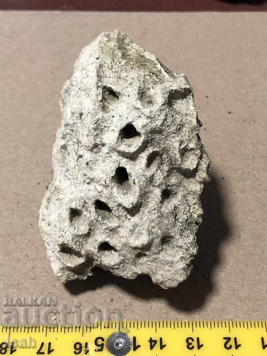 Beautiful fossil of a colonial coral with price € 10.00 | 19.56 BGN Beautiful fossil of a colonial coral with price € 10.00 | 19.56 BGN
