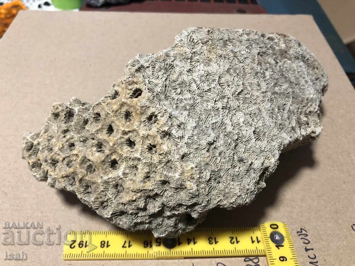 Auction Beautiful fossil of a colonial coral Auction Beautiful fossil of a colonial coral