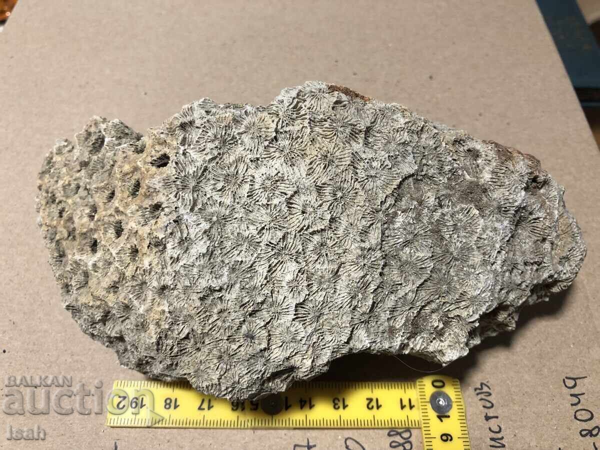 Beautiful fossil of a colonial coral Beautiful fossil of a colonial coral