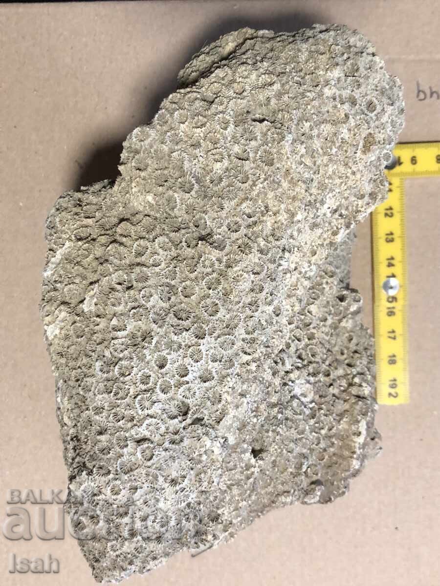 Beautiful fossil of a colonial coral with price € 10.00 | 19.56 BGN