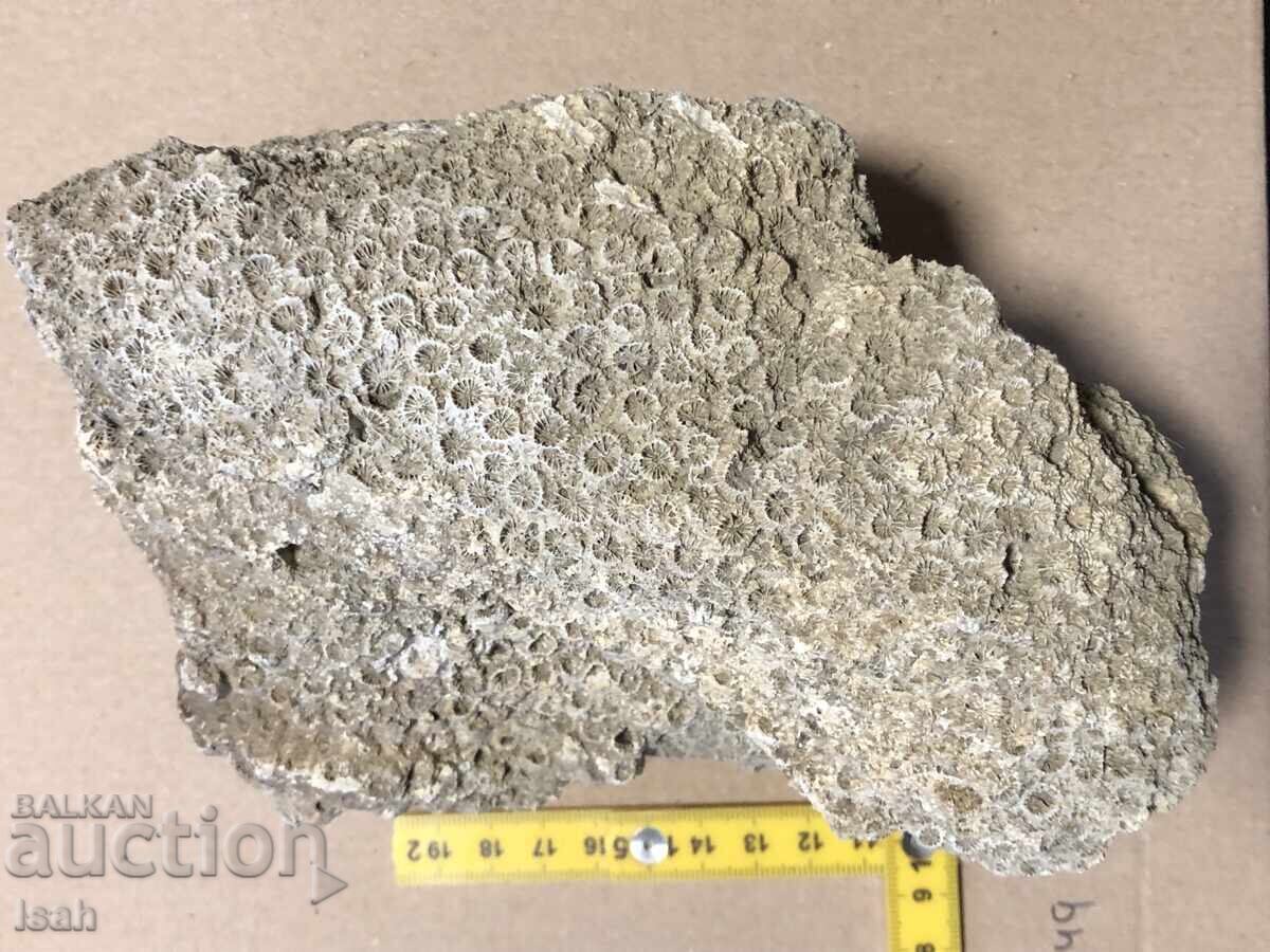 Beautiful fossil of a colonial coral