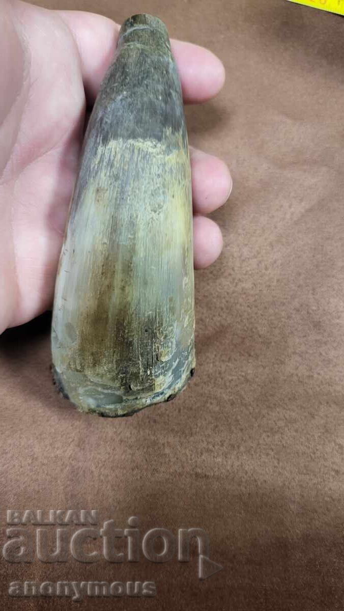 Livrarea Barutniță, barutniță din corn 3 Livrarea Barutniță, barutniță din corn 3