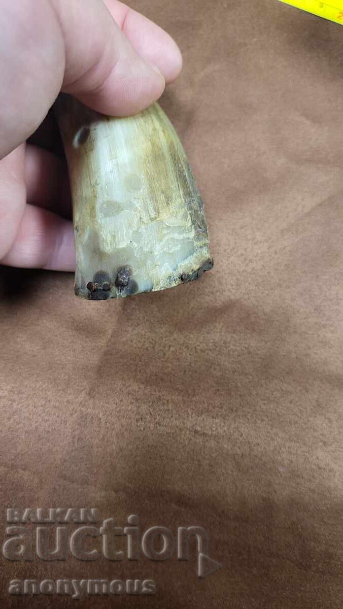 Barutniță, barutniță din corn 3 - 5 Barutniță, barutniță din corn 3 - 5