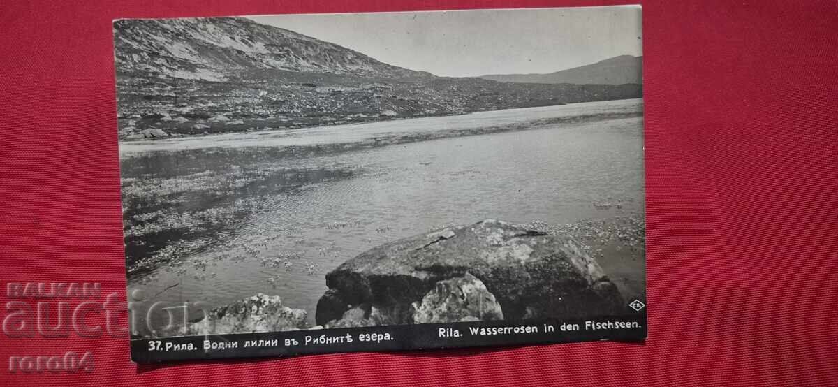 Licitație RILE (This is likely already a Romanian word, so