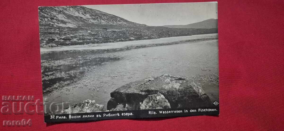 Δημοπρασία ΡΙΛΑ