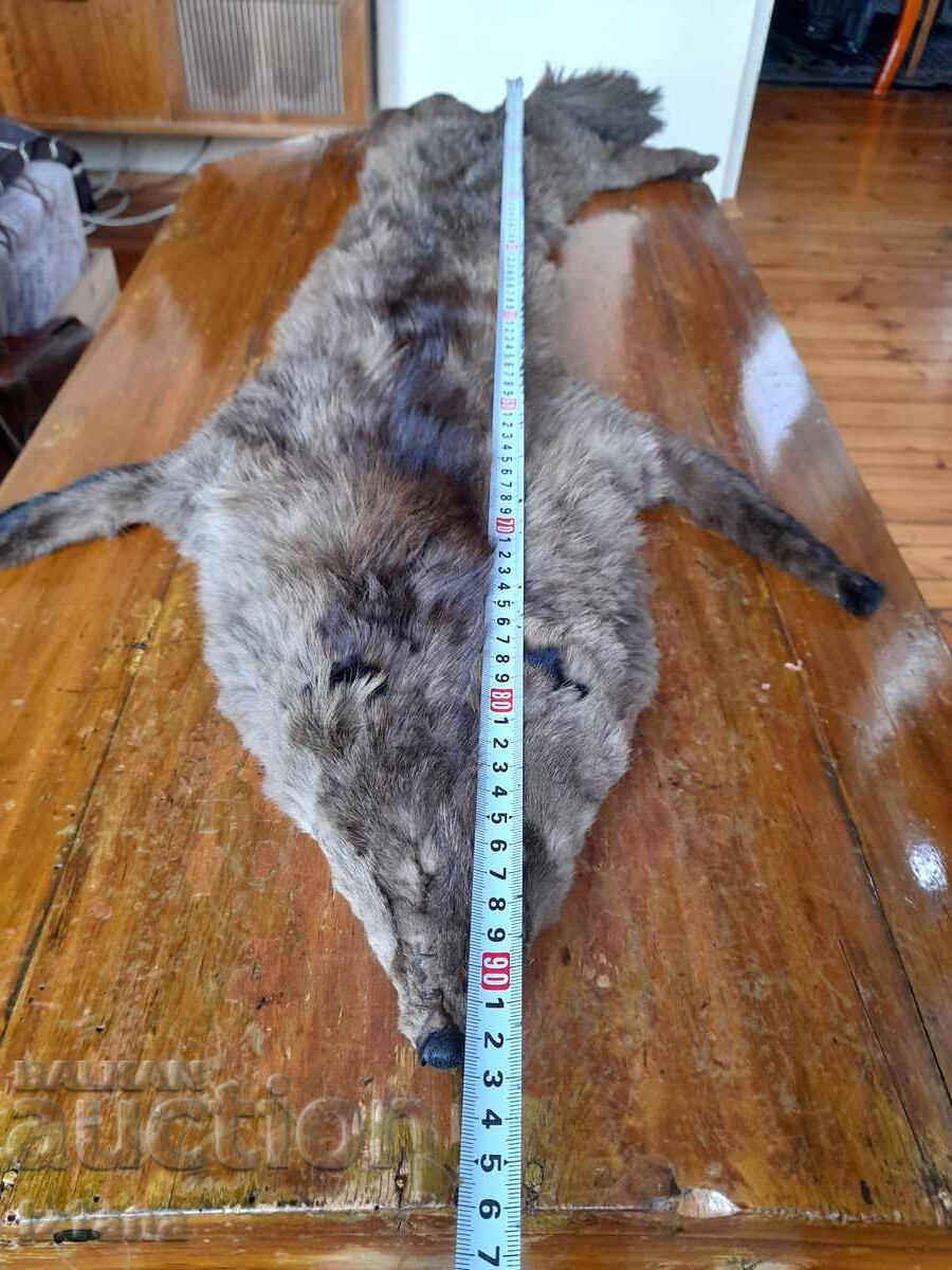 Licitație Piele veche, guler de vulpe Licitație Piele veche, guler de vulpe