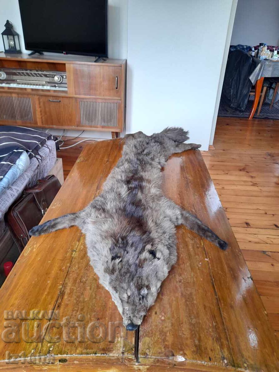 Piele veche, guler de vulpe Piele veche, guler de vulpe