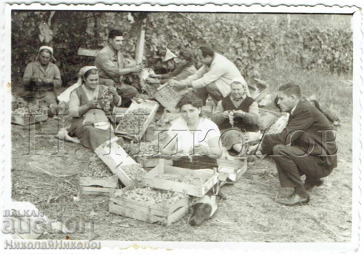 OLD PHOTO: GRAPE HARVESTING BRIGADE E757 OLD PHOTO: GRAPE HARVESTING BRIGADE E757