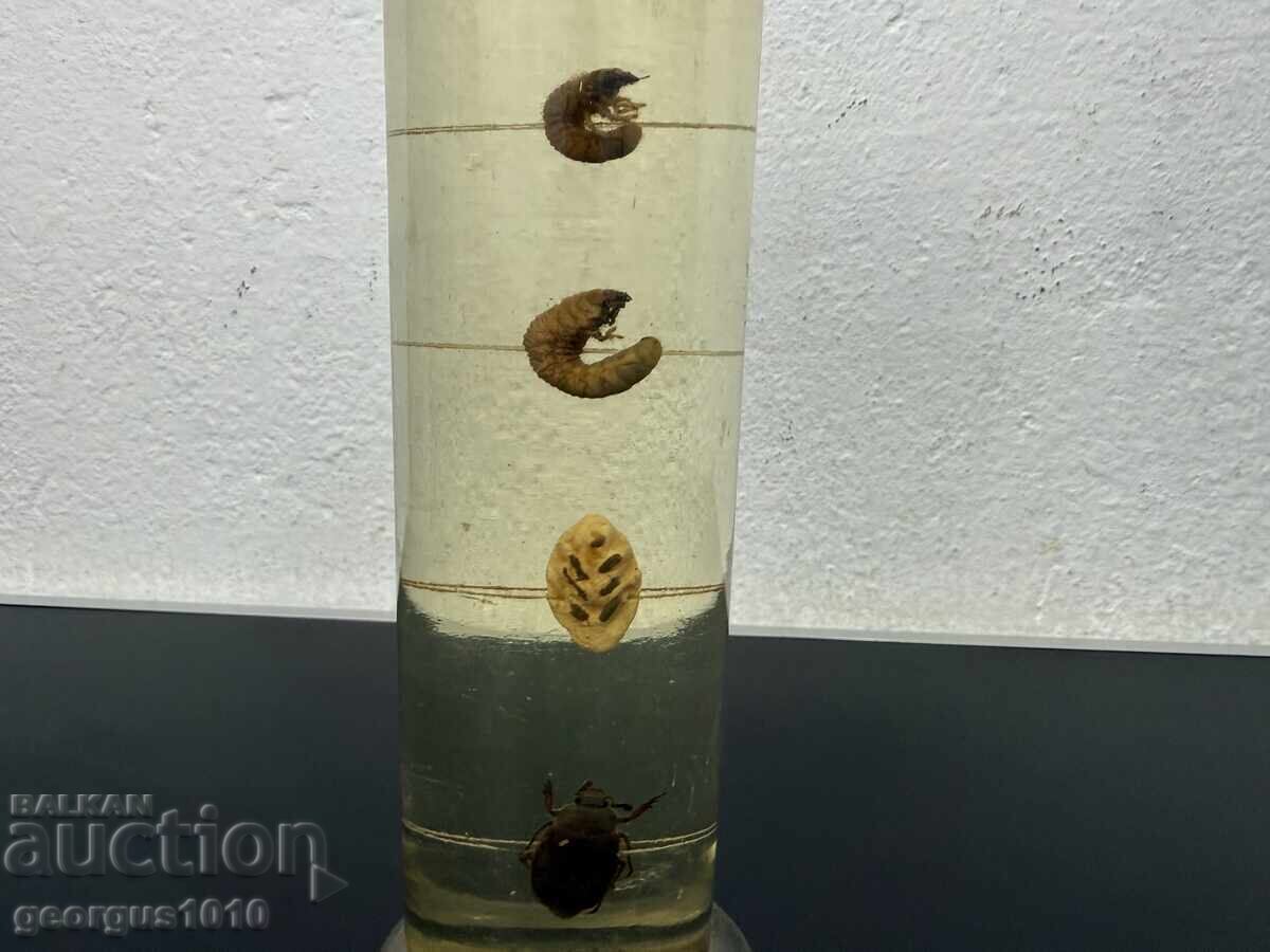 Dezvoltare a gândacului de mai în borcan №7810 cu preț € 50.00 | 97.79 BGN