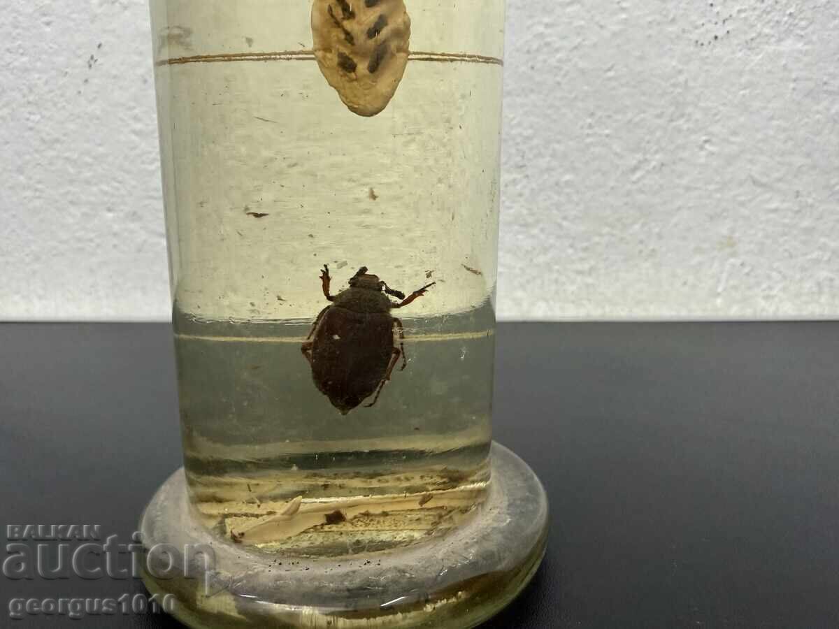 Licitație Dezvoltare a gândacului de mai în borcan №7810