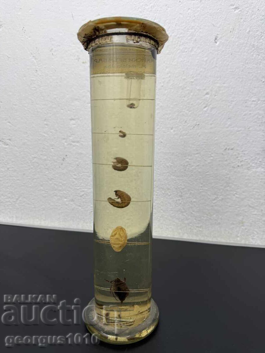 Livrarea Dezvoltare a gândacului de mai în borcan №7810