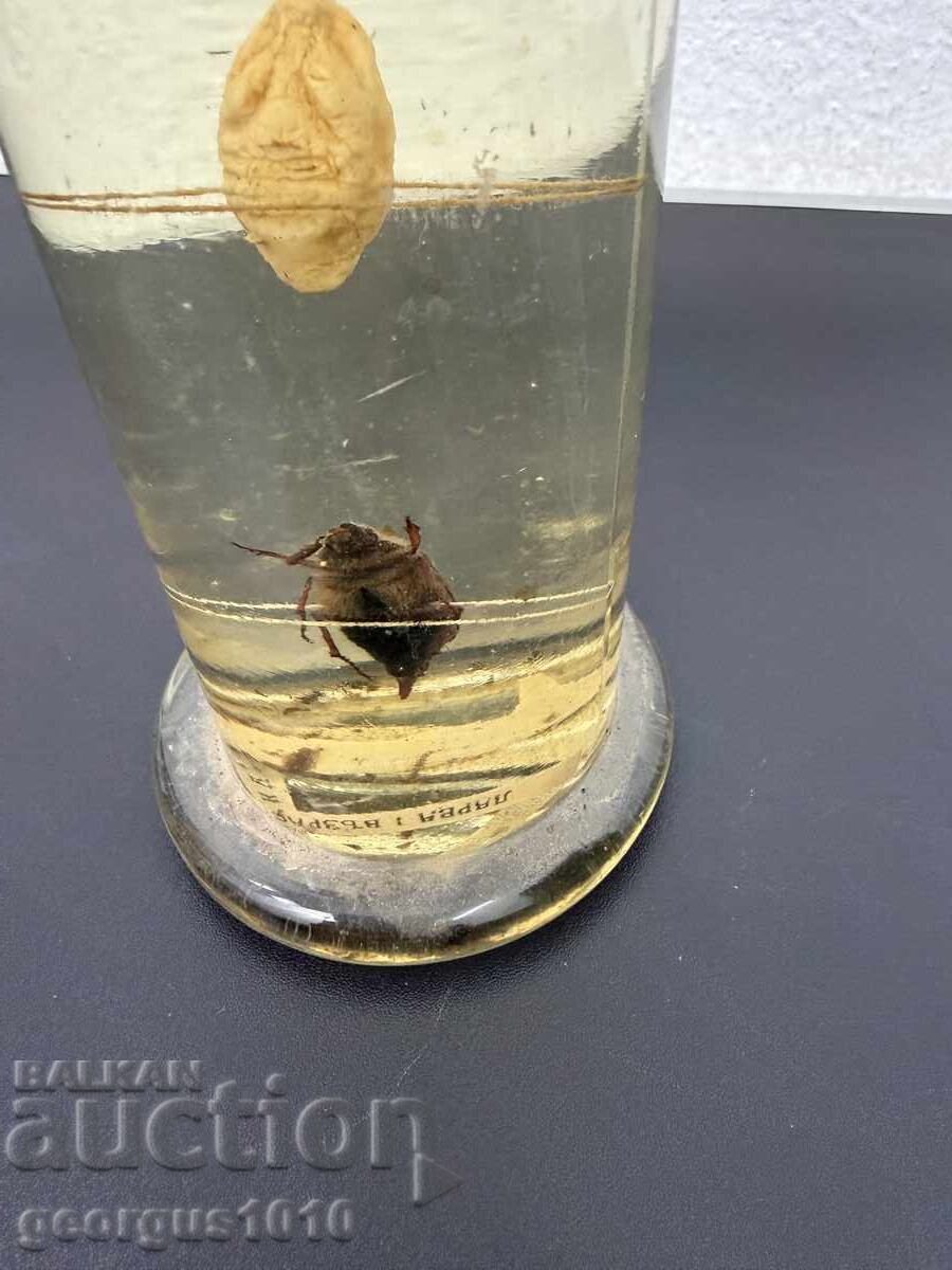 Dezvoltare a gândacului de mai în borcan №7810 - 5