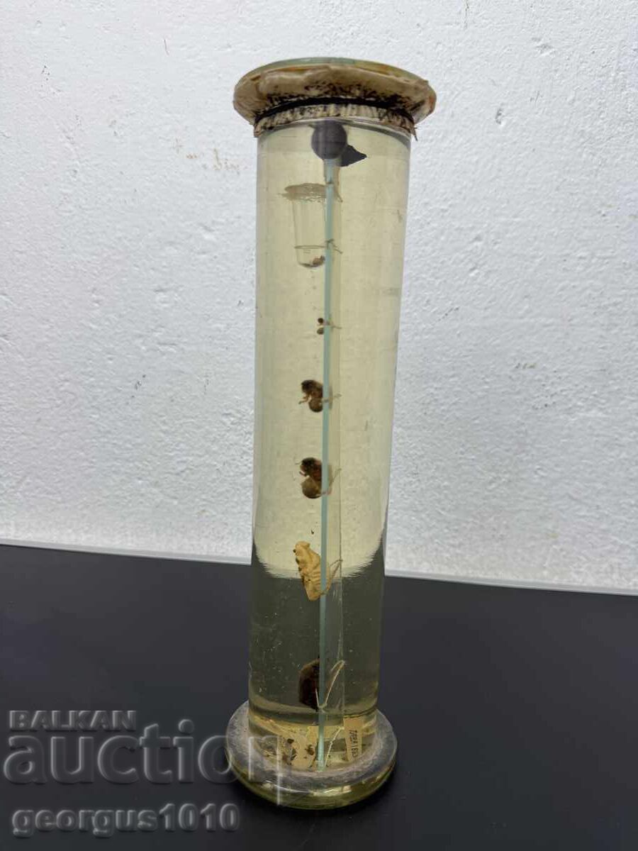 Dezvoltare a gândacului de mai în borcan №7810 - 6