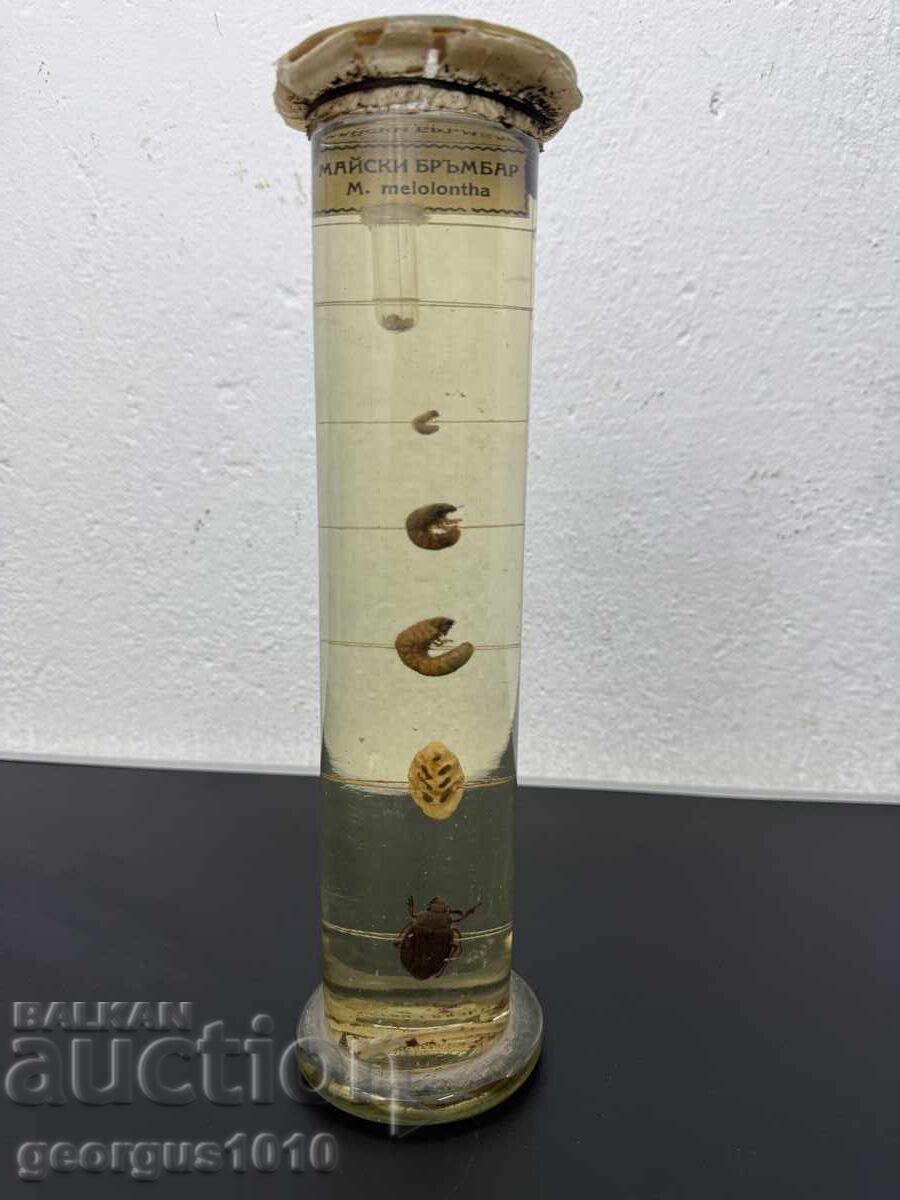 Dezvoltare a gândacului de mai în borcan №7810