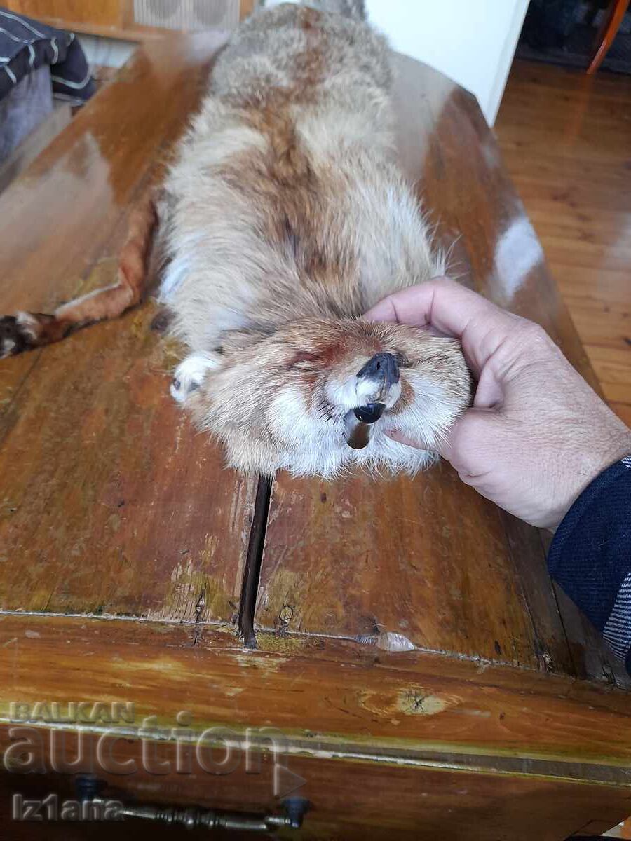 Παλιό δέρμα, γιακάς αλεπούς με τιμή € 33.00 | 64.54 BGN Παλιό δέρμα, γιακάς αλεπούς με τιμή € 33.00 | 64.54 BGN