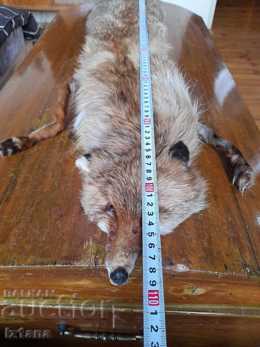 Δημοπρασία Παλιό δέρμα, γιακάς αλεπούς Δημοπρασία Παλιό δέρμα, γιακάς αλεπούς