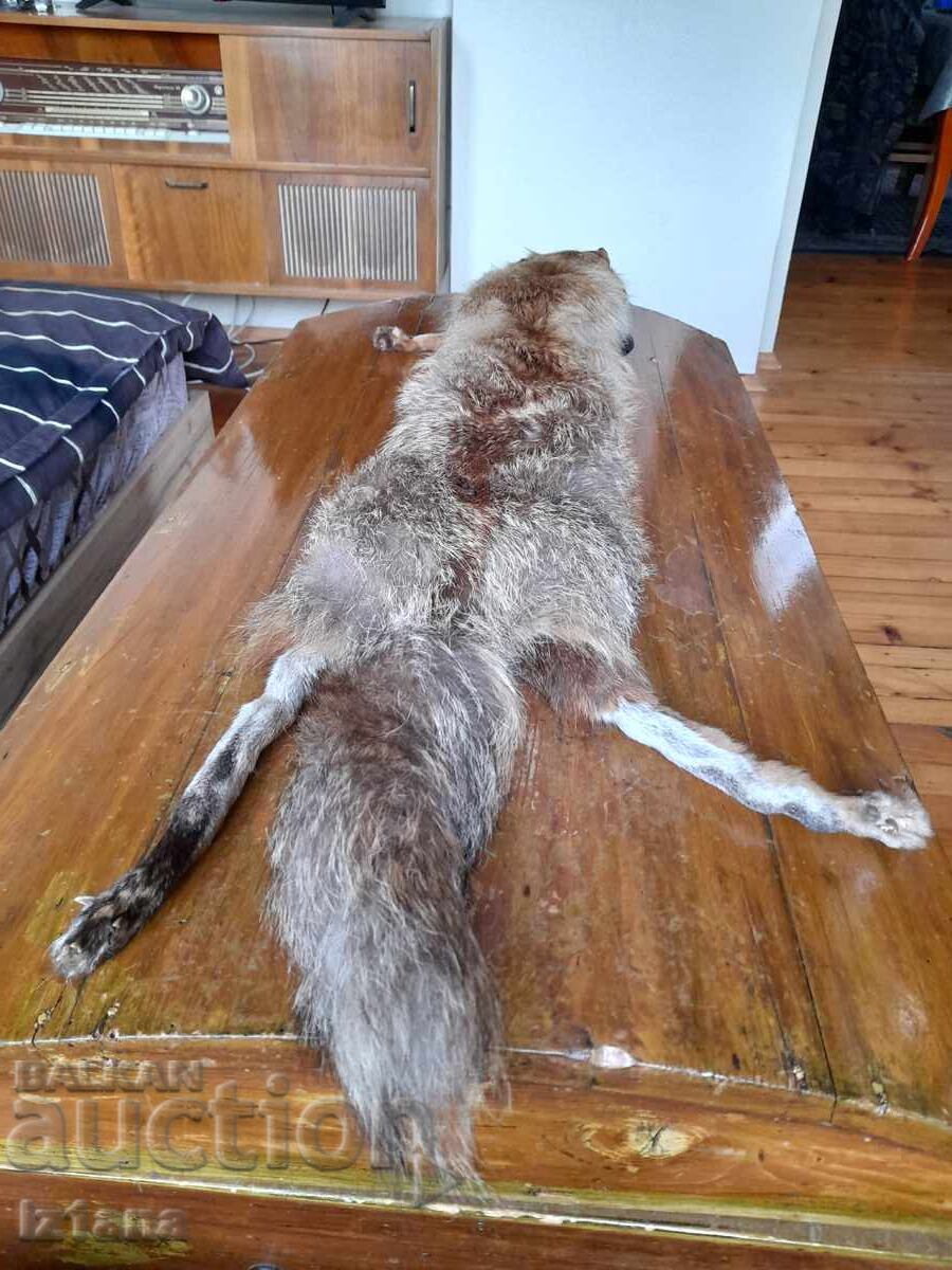 Παράδοση Παλιό δέρμα, γιακάς αλεπούς Παράδοση Παλιό δέρμα, γιακάς αλεπούς