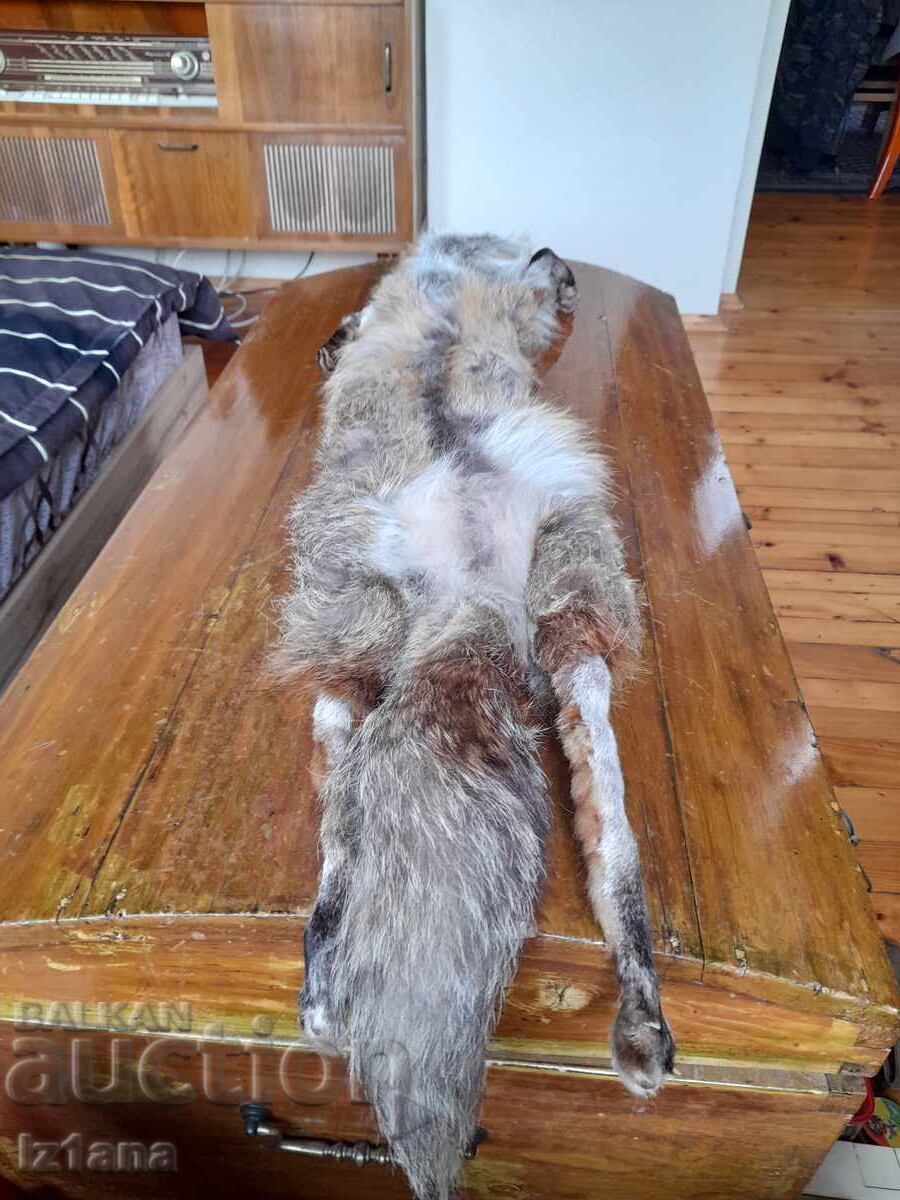 Παλιό δέρμα, γιακάς αλεπούς - 5 Παλιό δέρμα, γιακάς αλεπούς - 5