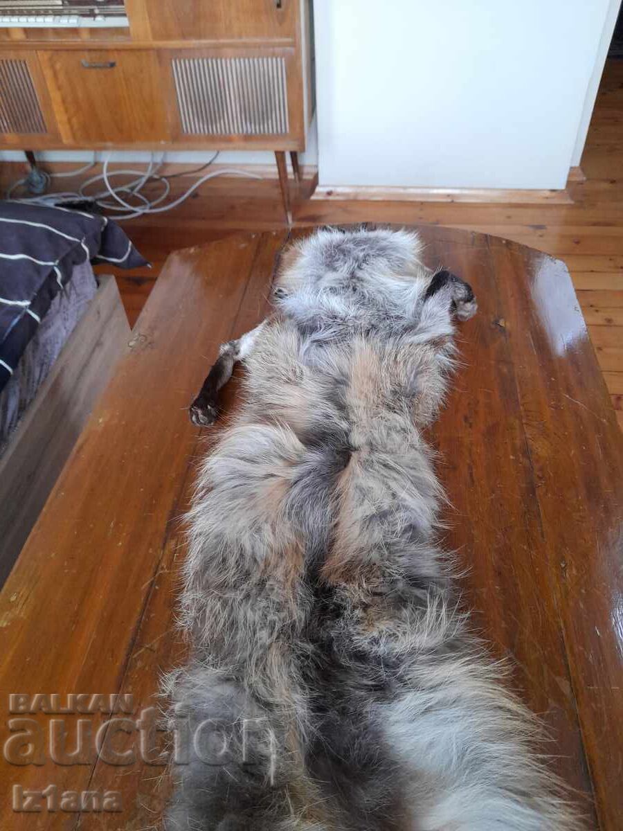 Παλιό δέρμα, γιακάς αλεπούς - 6 Παλιό δέρμα, γιακάς αλεπούς - 6