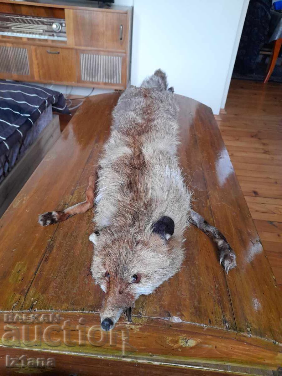 Παλιό δέρμα, γιακάς αλεπούς Παλιό δέρμα, γιακάς αλεπούς