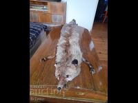 Παλιό δέρμα, γιακάς αλεπούς