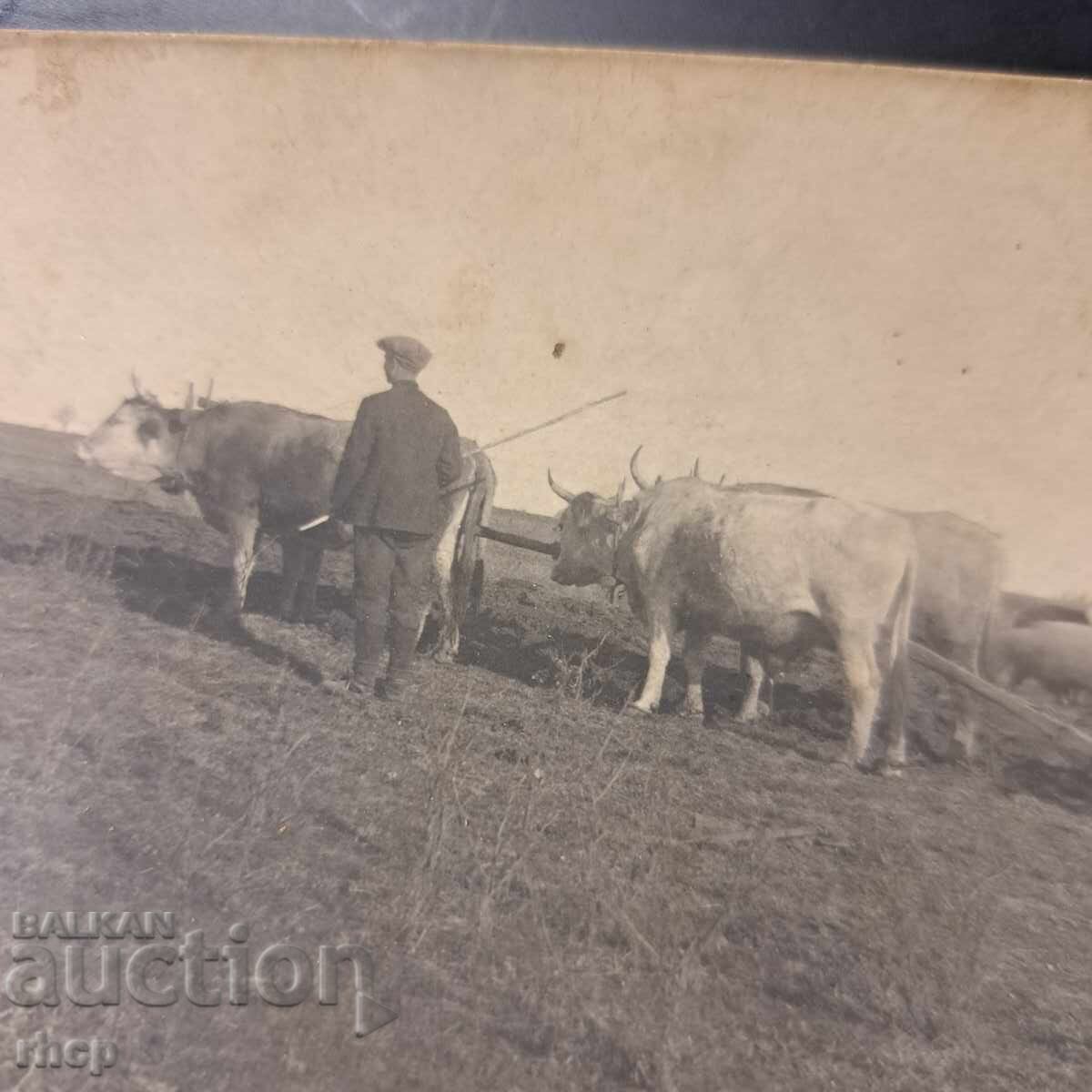 Аукцион Оран орачи с волове стара снимка Царство България