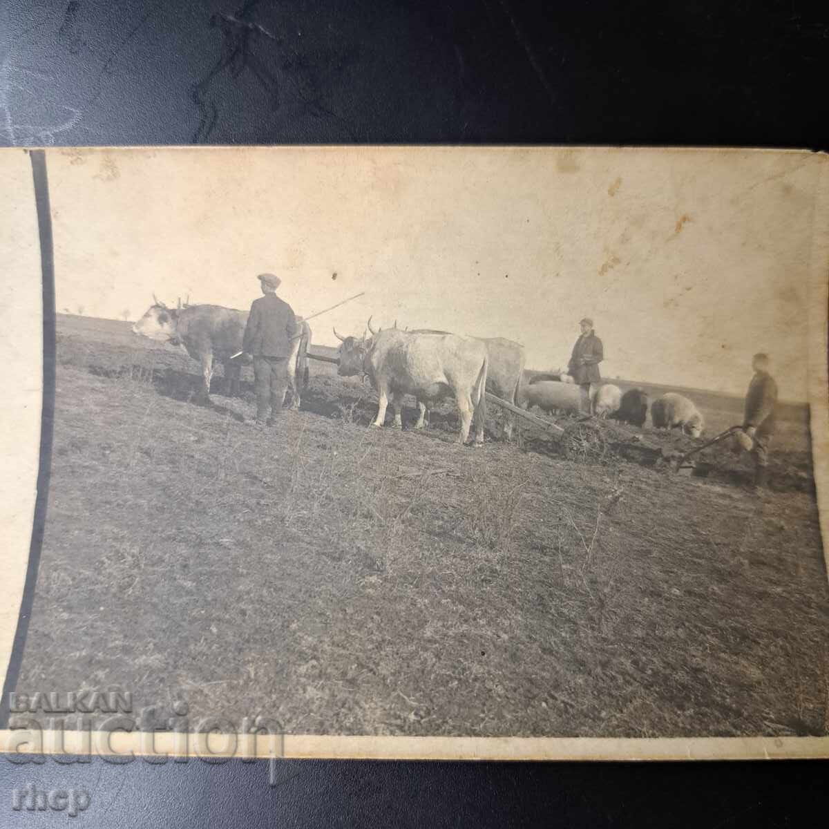 Оран орачи с волове стара снимка Царство България