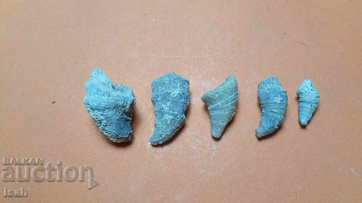 Set rar de 5 fosile autentice de corali unici