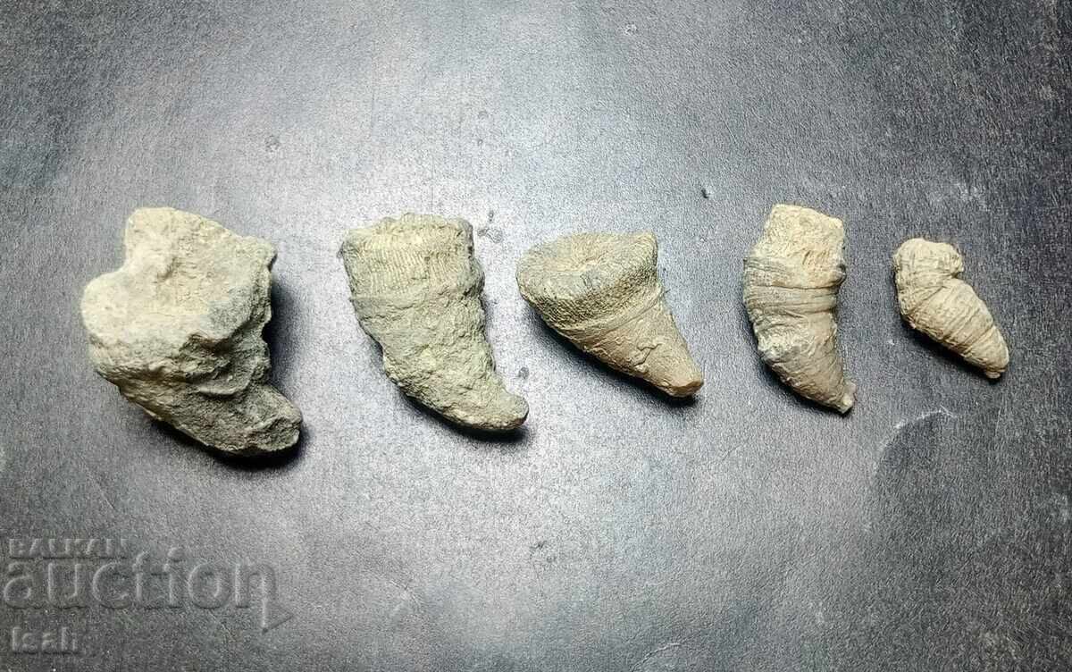 Un început minunat în colecționarea fosilelor - 5 corali