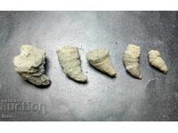 Εξαιρετική αρχή στη συλλογή απολιθωμάτων - 5 κοραλλάκια