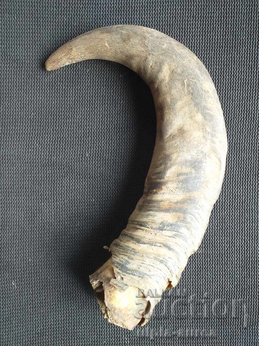 Κέρας βουβάλου με τιμή € 7.50 | 14.67 BGN