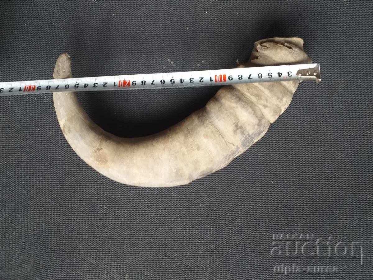 Δημοπρασία Κέρας βουβάλου