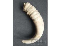 Κέρας βουβάλου