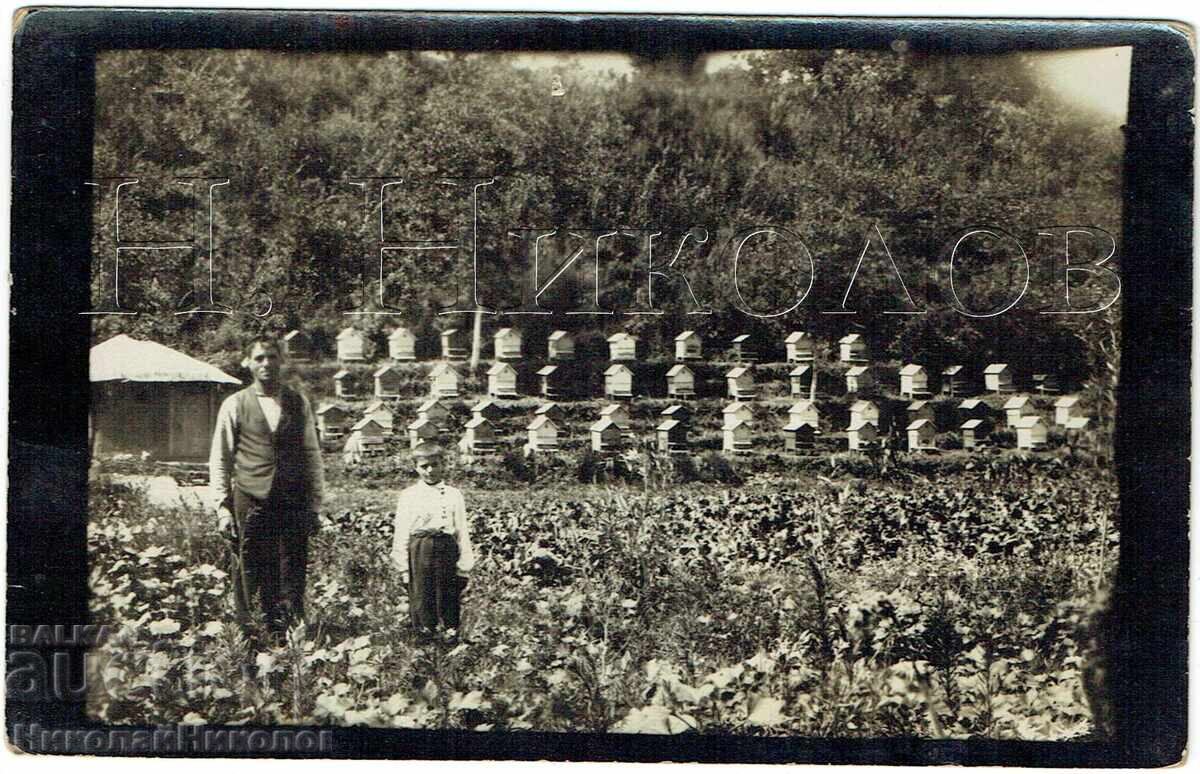 FOTOGRAFIE VECHE DE ALBINĂRIE COȘ DE MIERE FERMĂ DE ALBINE E770
