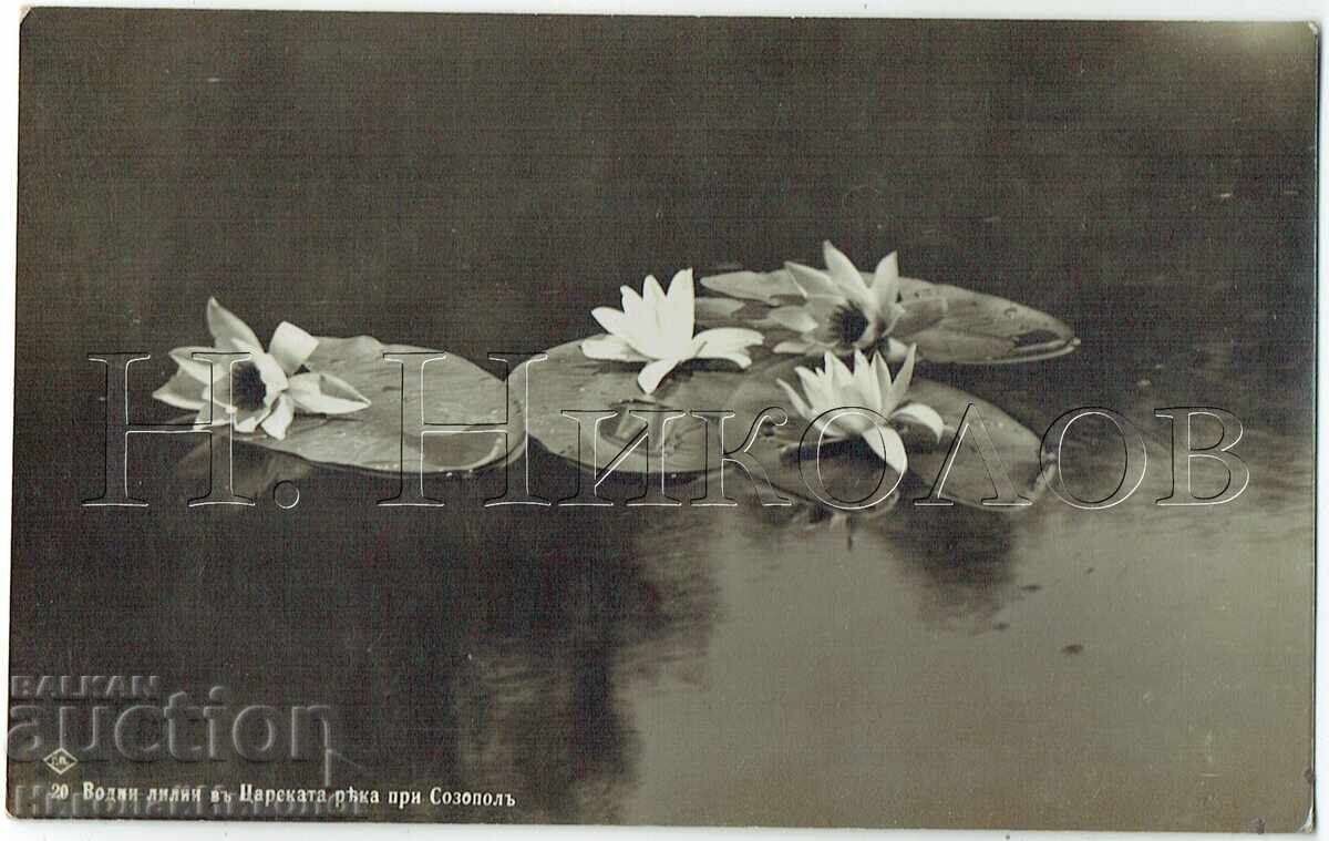 1935 СТАРА КАРТИЧКА СООПОЛ ВОДНИ ЛИЛИИ В ЦАРСКАТА РЕКА Е771