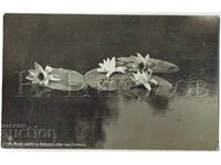 1935 СТАРА КАРТИЧКА СООПОЛ ВОДНИ ЛИЛИИ В ЦАРСКАТА РЕКА Е771