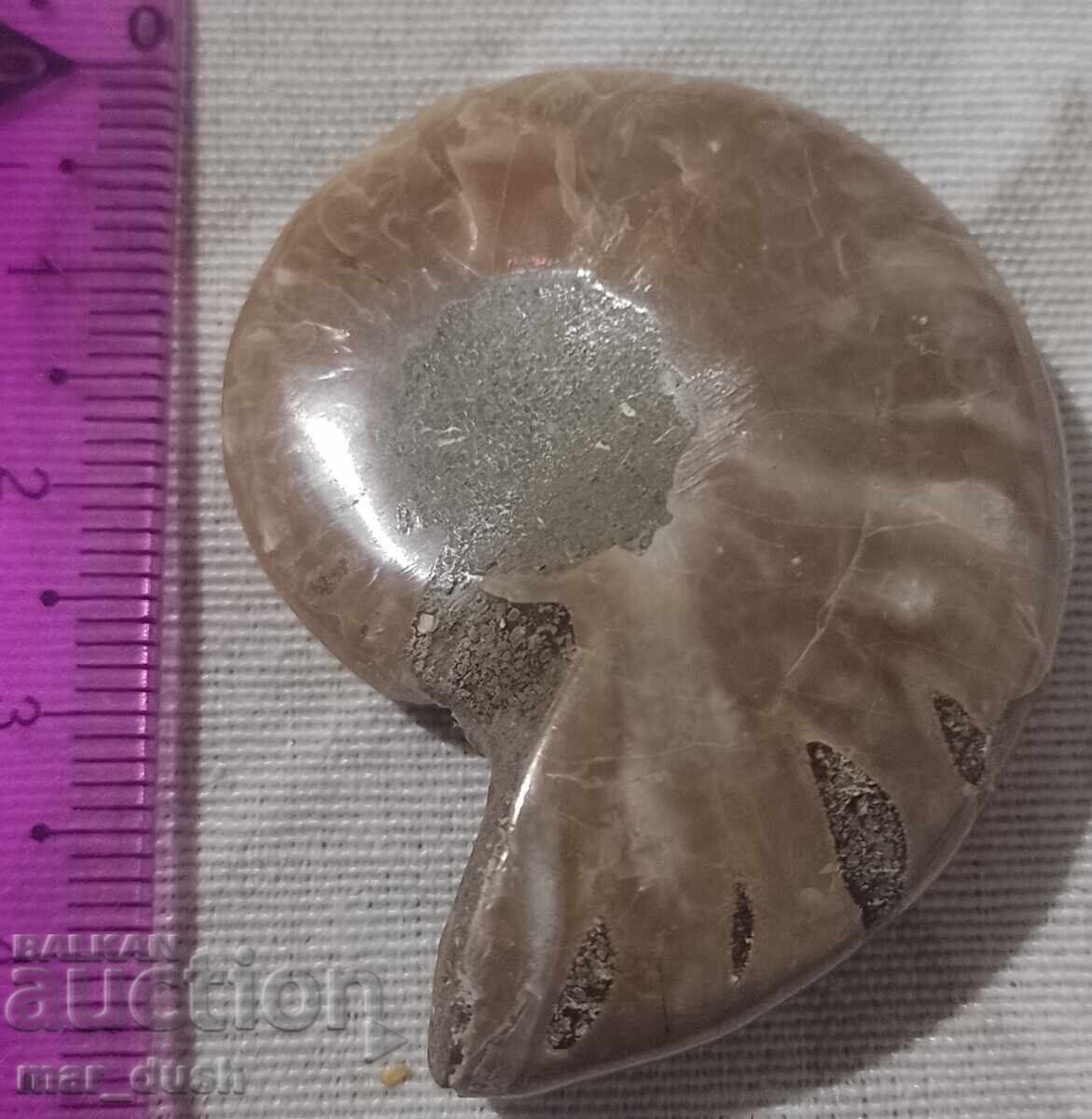 Amonit opalescent