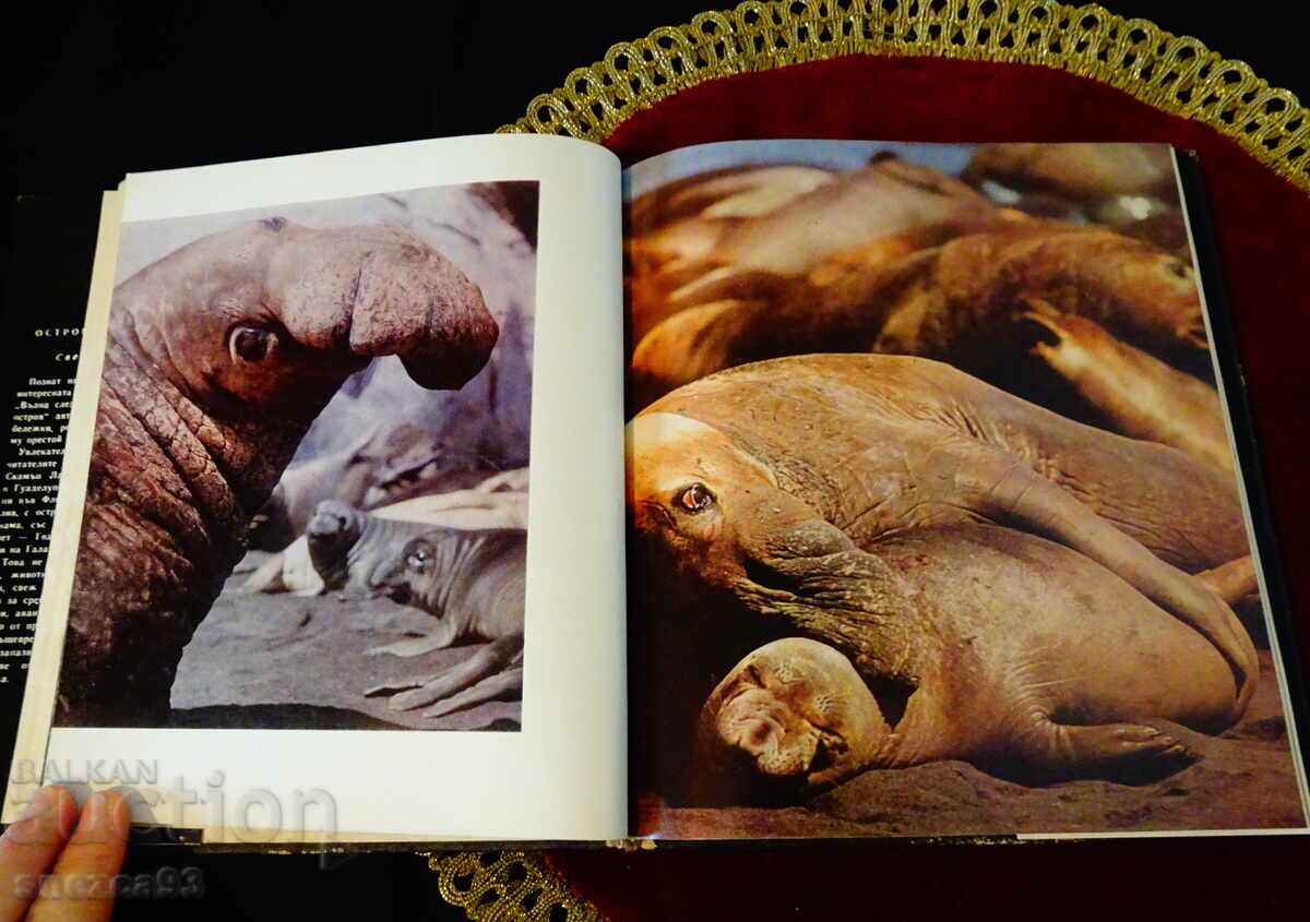 Licitație Insulă după insulă, Sven Yilseter