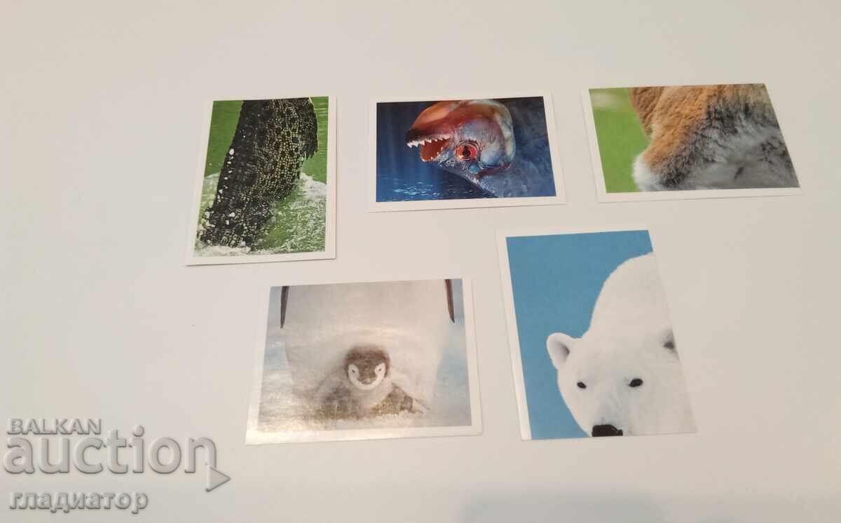 Lot 5 cărți poștale autocolante album Billa BILLA animale