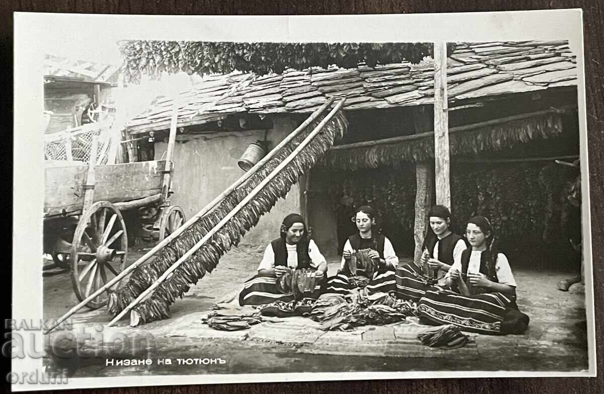 5407 Kingdom of Bulgaria postcard ethnography tobacco stringing 5407 Kingdom of Bulgaria postcard ethnography tobacco stringing