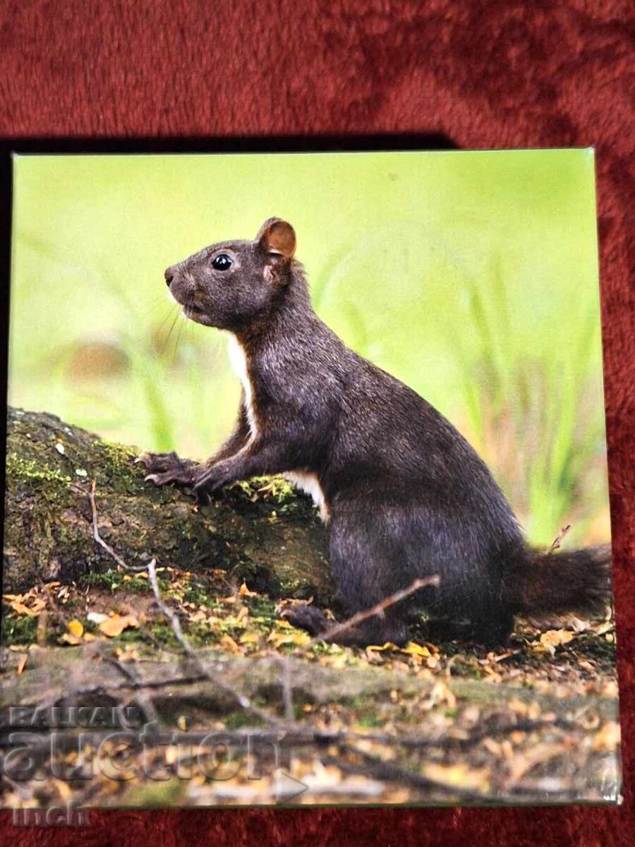 Δημοπρασία 5 ΔΟΛΑΡΙΑ ΠΑΛΑΟΥ ΕΞΑΙΡΕΤΙΚΑ ΣΠΑΝΙΟ BZC