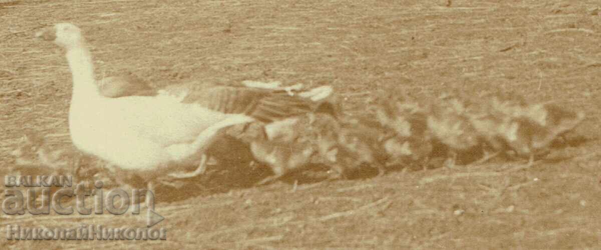 FOTOGRAFIE VECHE CU CETĂȚENI LA O FERMĂ SĂTEASCĂ E925 cu preț € 14.00 | 27.38 BGN