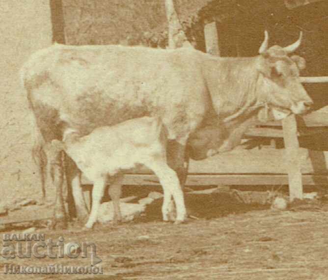 Licitație FOTOGRAFIE VECHE CU CETĂȚENI LA O FERMĂ SĂTEASCĂ E925