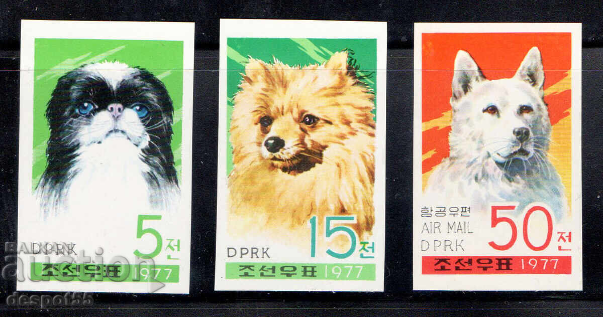 1977. Coreea de Nord. Câini. Fără dinți