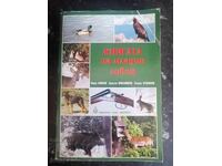 Книгата на младия ловец / Н.Нинов, Х.Михайлов,С.Стоянов