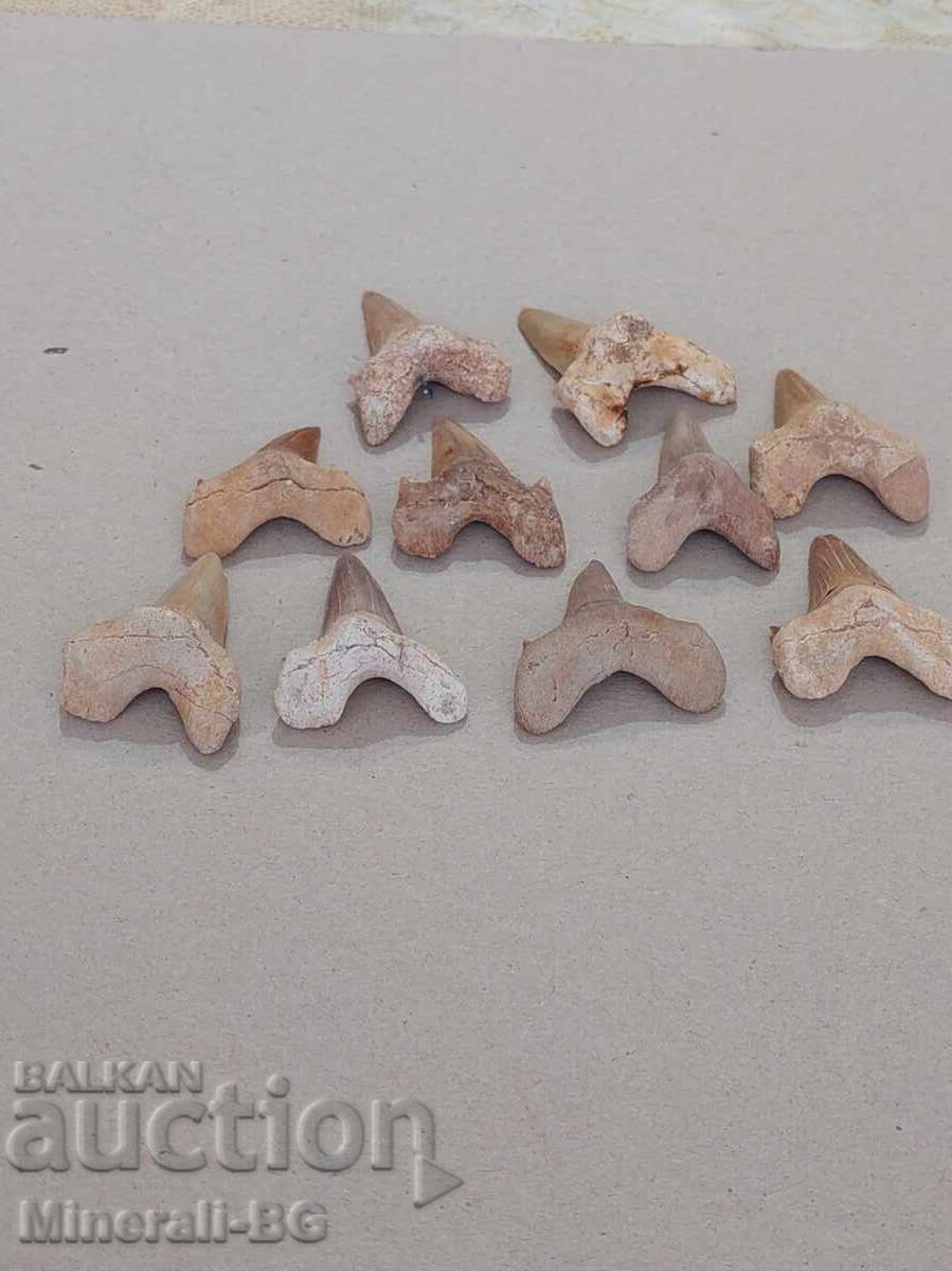 Παλιά δόντια καρχαρία με τιμή € 5.89 | 11.52 BGN