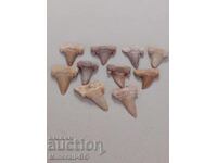 Fossilized shark teeth