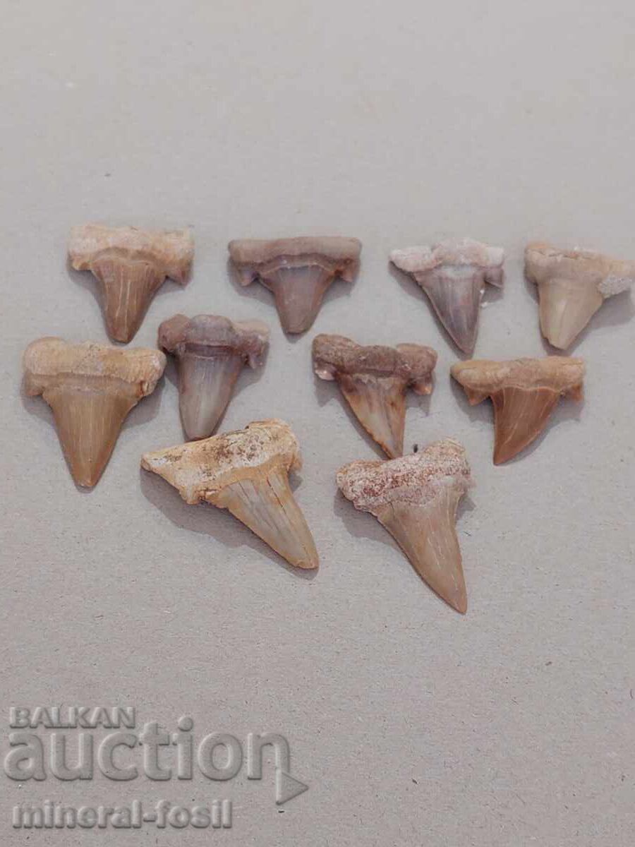 Παλιά δόντια καρχαρία