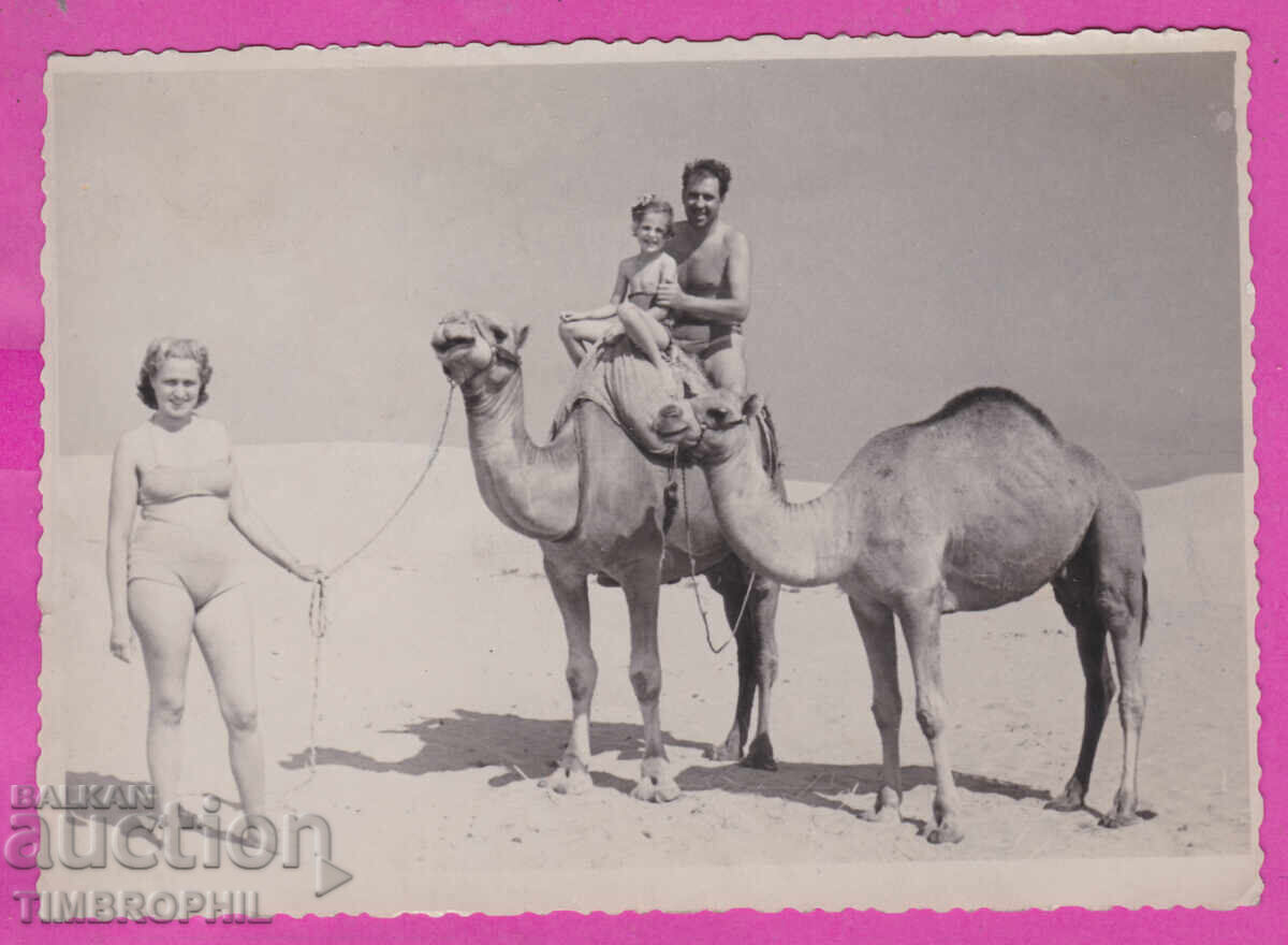 Аукцион С317995 / Снимка Несебър 1954 разходка с камили атракция Аукцион С317995 / Снимка Несебър 1954 разходка с камили атракция